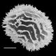image of Megalastrum gompholepis