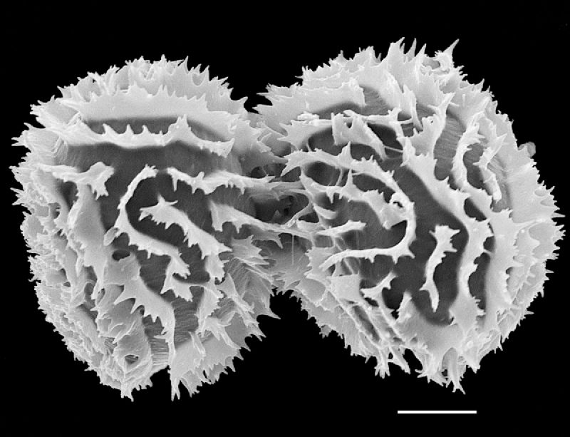 Dryopteridaceae Megalastrum gompholepis