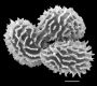 image of Megalastrum reductum