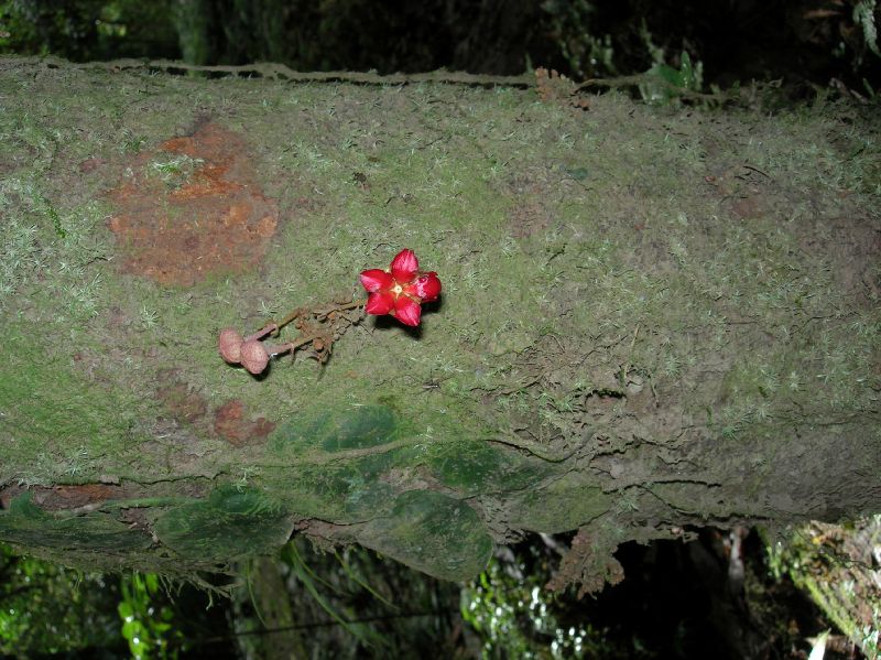 Byttneriaceae Herrania 