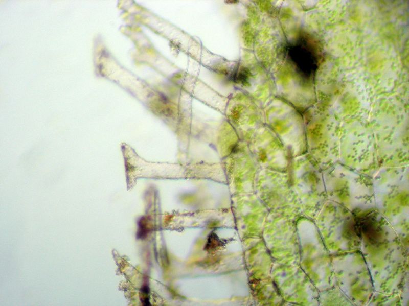 Pteridaceae Anetium citrifolium