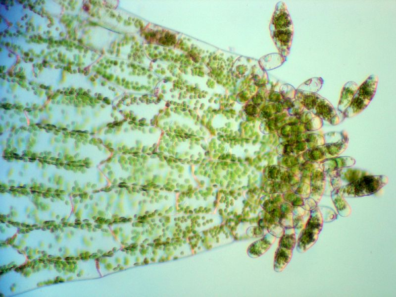 Pteridaceae Radiovittaria stipitata