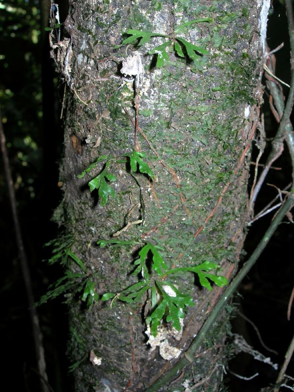 Lomariopsidaceae Lomariopsis vestita