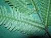 image of Pteris pungens