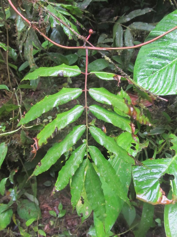Blechnaceae Salpichlaena volubilis