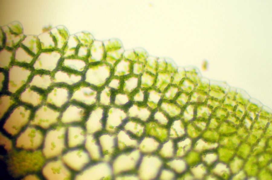 Aspleniaceae Hymenasplenium riparium