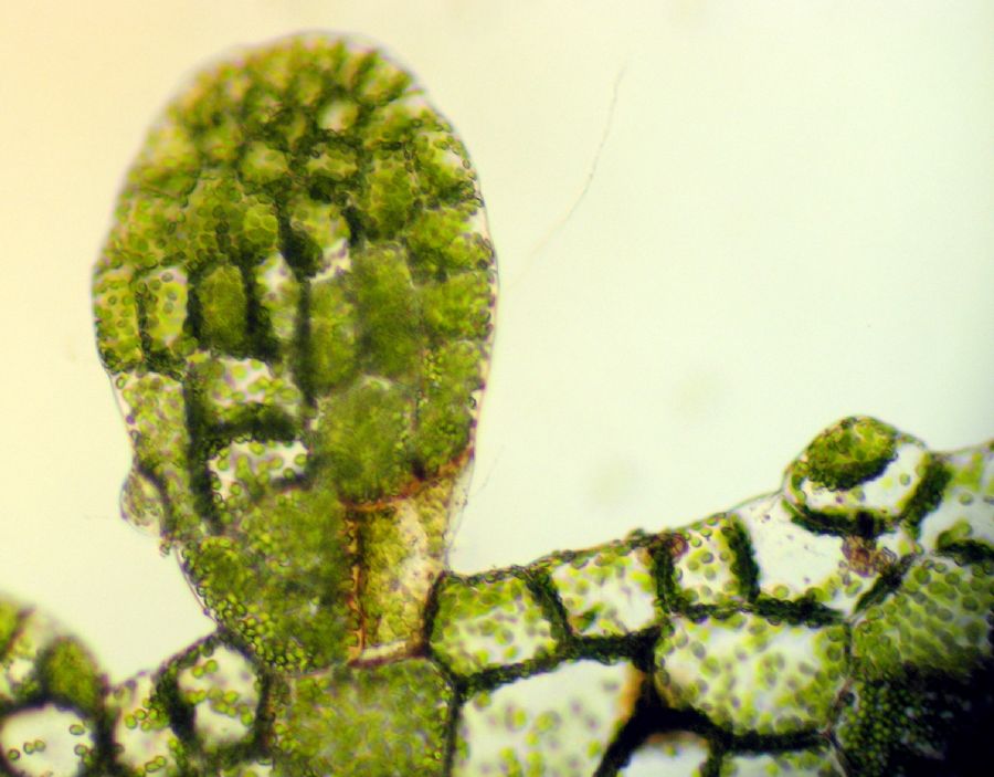 Aspleniaceae Hymenasplenium riparium