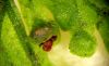 image of Hymenophyllum polyanthos