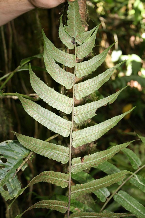 Athyriaceae Diplazium obscurum