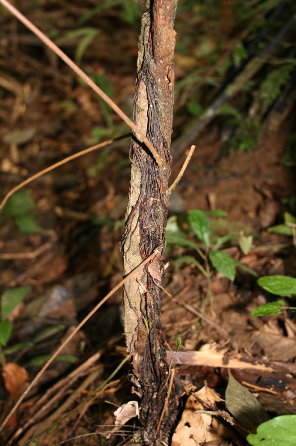Dryopteridaceae Polybotrya caudata