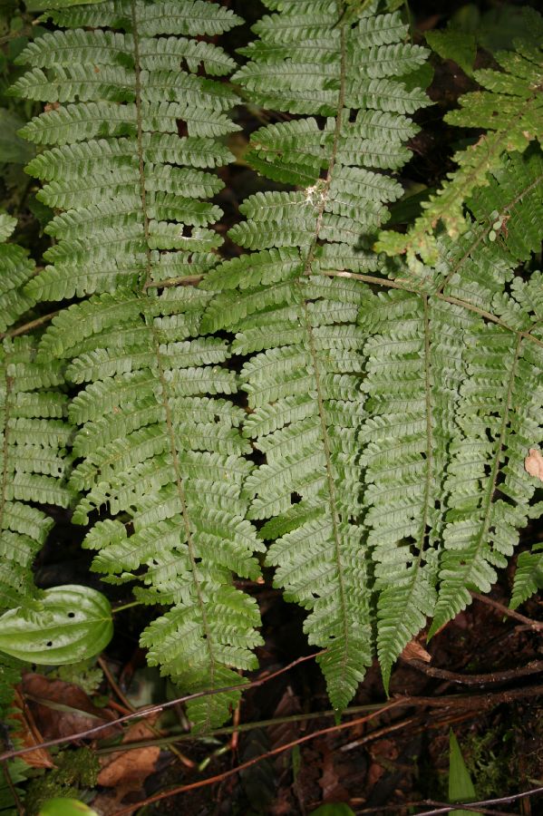 Dryopteridaceae Megalastrum longipilosum