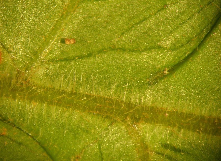 Dryopteridaceae Polybotrya caudata