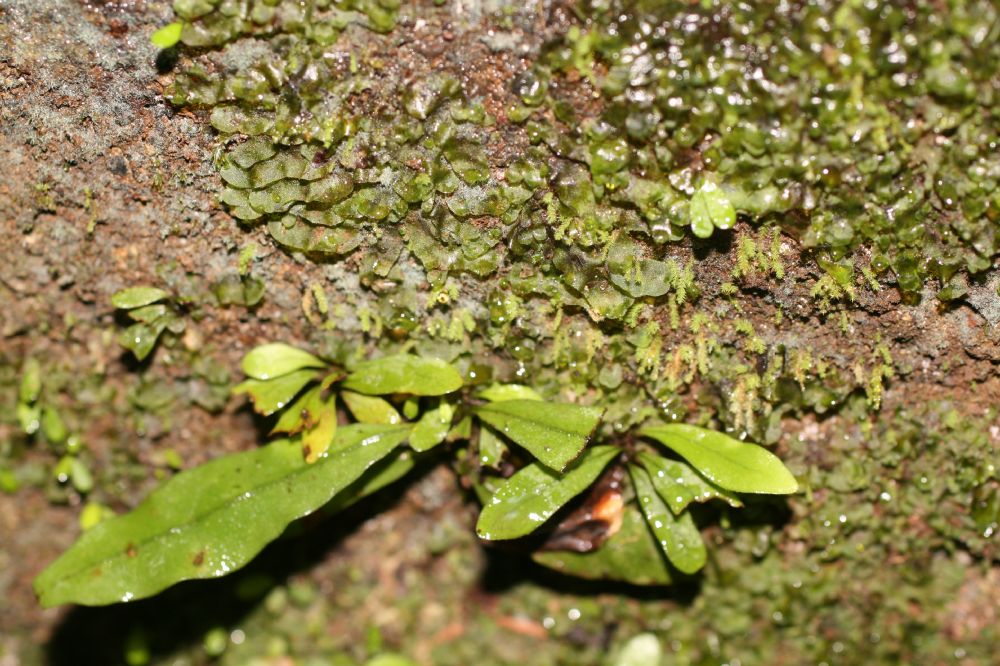 Polypodiaceae Campyloneurum aphanophlebium