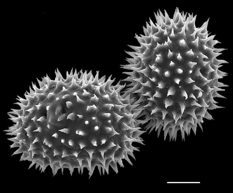 Dryopteridaceae Megalastrum spectabile