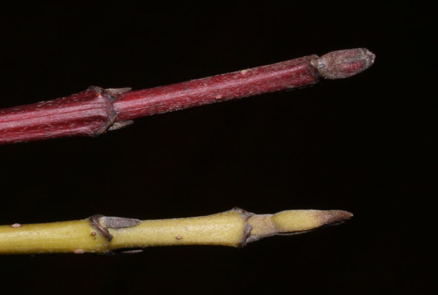 Cornaceae Cornus stolonifera