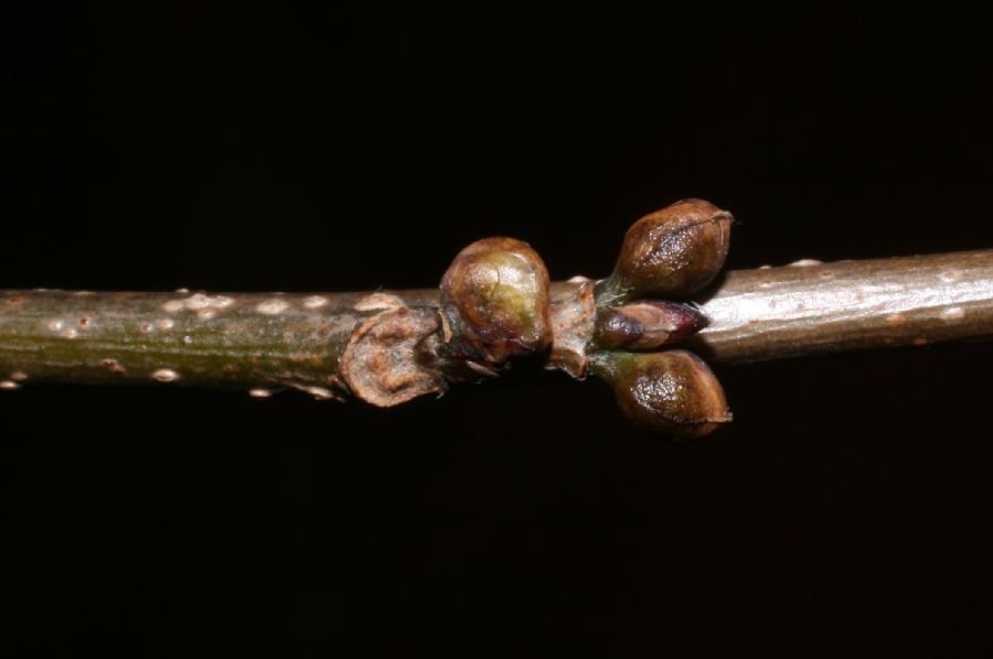 Lauraceae Lindera benzoin