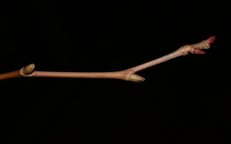 Platanaceae Platanus X acerifolia