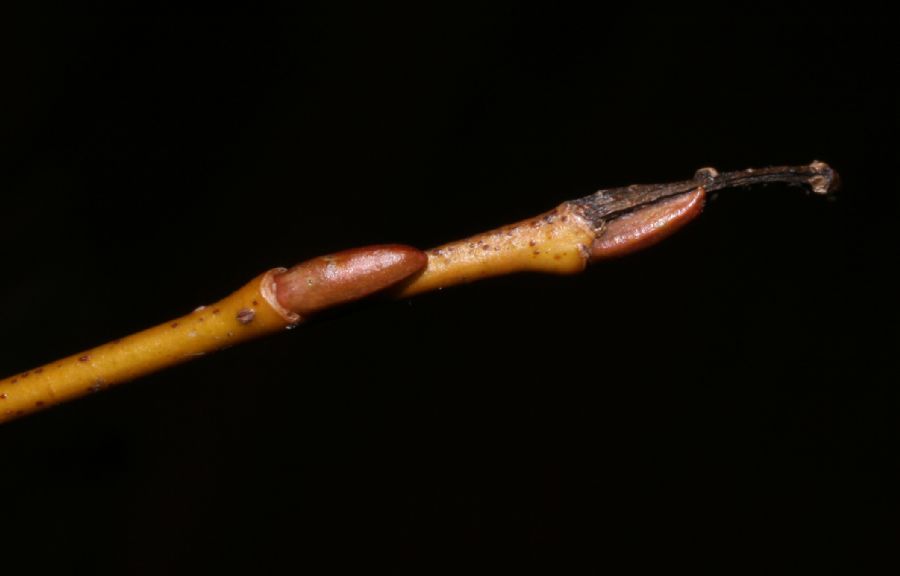 Salicaceae Salix nigra