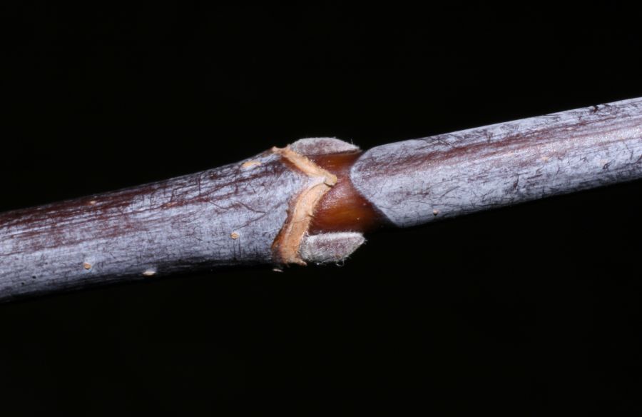 Aceraceae Acer negundo