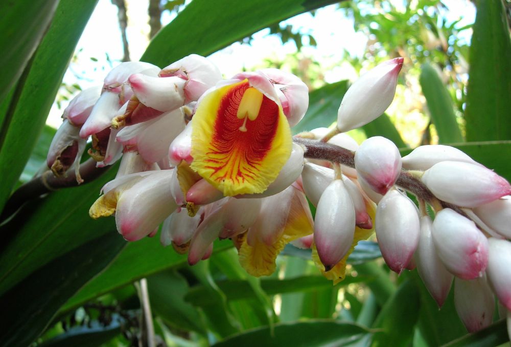 Zingiberaceae Alpinia zerumbet