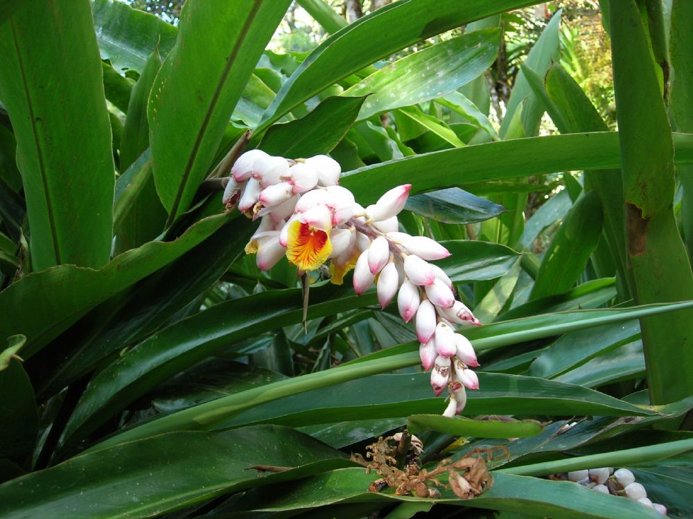 Zingiberaceae Alpinia zerumbet