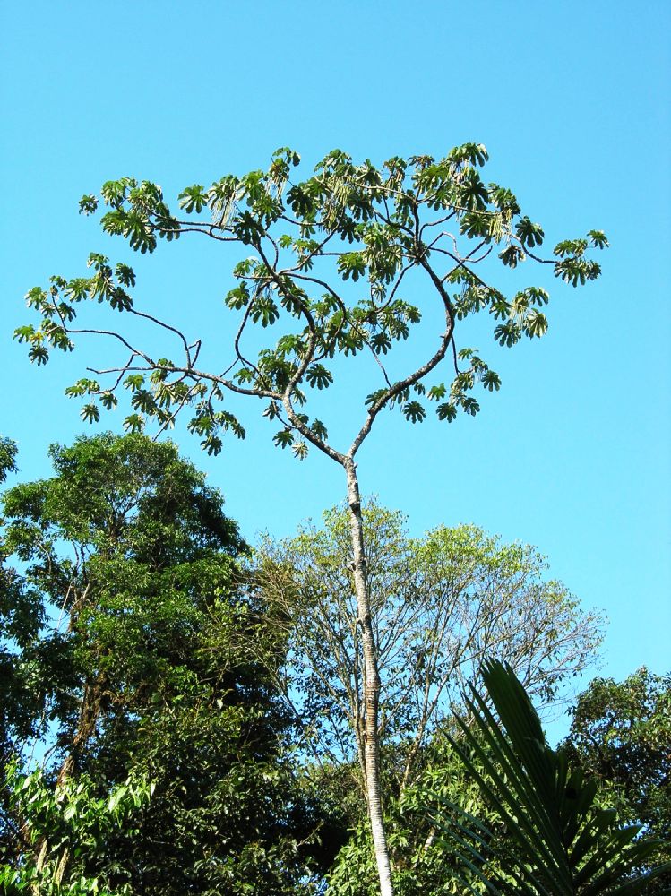 Urticaceae Cecropia obtusifolia