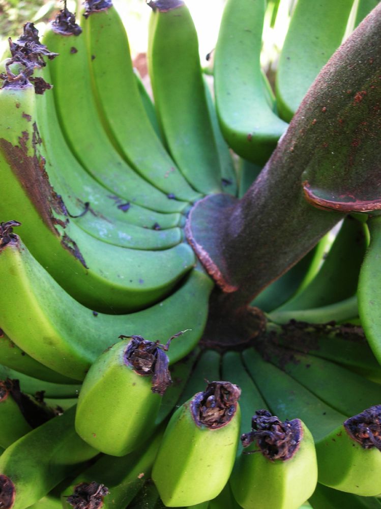 Musaceae Musa acuminata