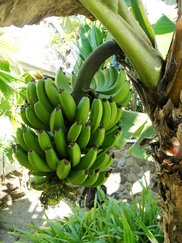 Musaceae Musa acuminata