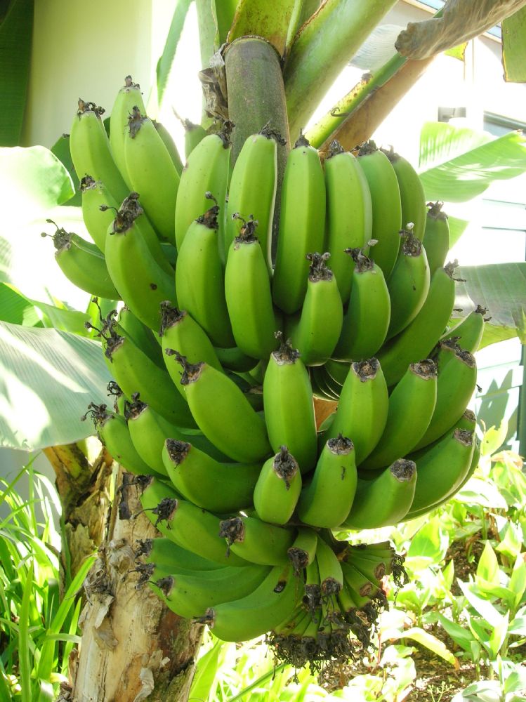 Musaceae Musa acuminata