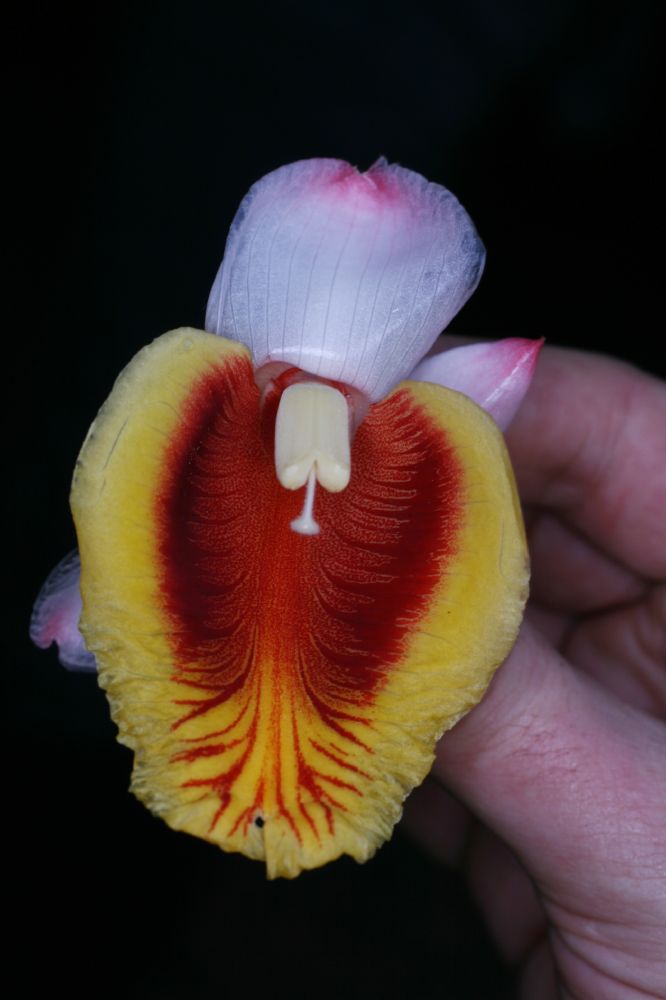 Zingiberaceae Alpinia zerumbet