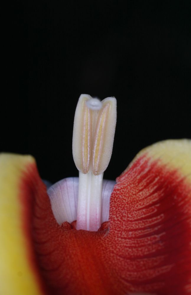 Zingiberaceae Alpinia zerumbet