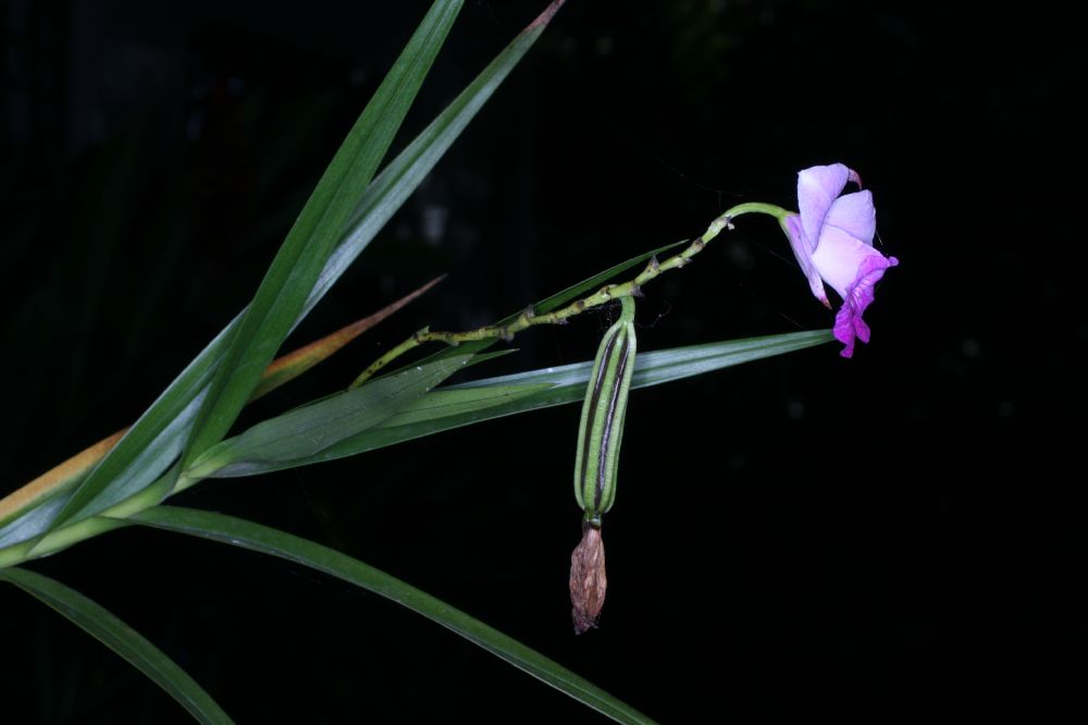 Orchidaceae Arundina graminifolia
