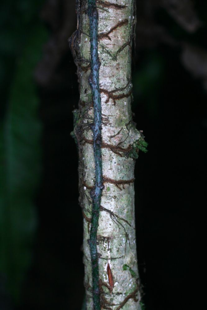 Polypodiaceae Campyloneurum serpentinum
