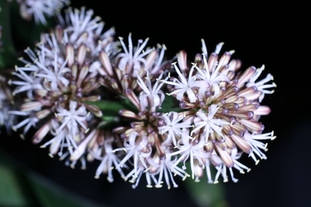 Asparagaceae Dracaena fragrans