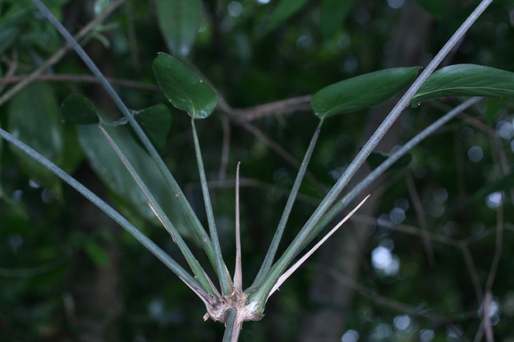 Marantaceae Ischnosiphon 