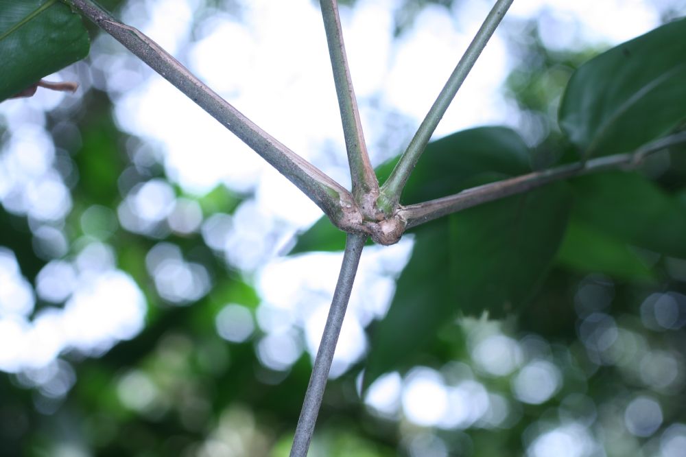 Marantaceae Ischnosiphon 