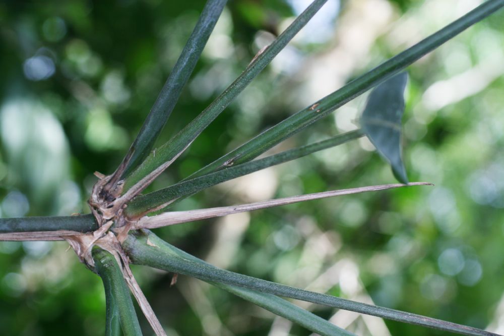 Marantaceae Ischnosiphon 