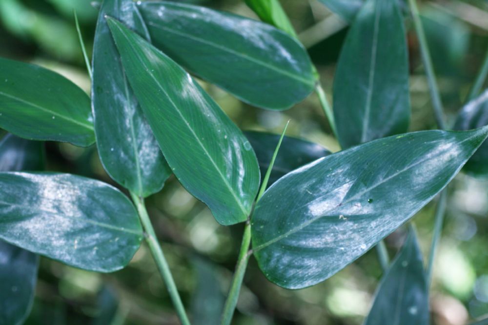 Marantaceae Ischnosiphon 