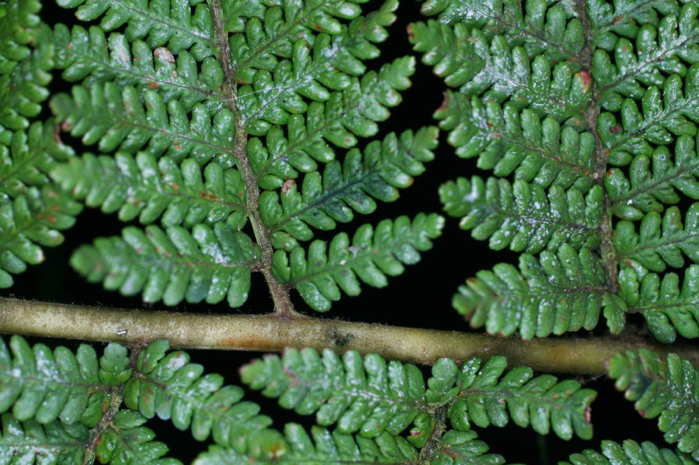 Dicksoniaceae Lophosoria quadripinnata