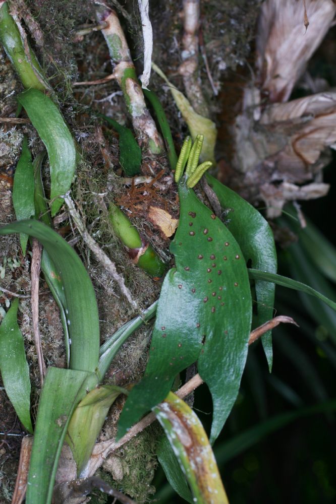 Ophioglossaceae Ophioglossum palmatum