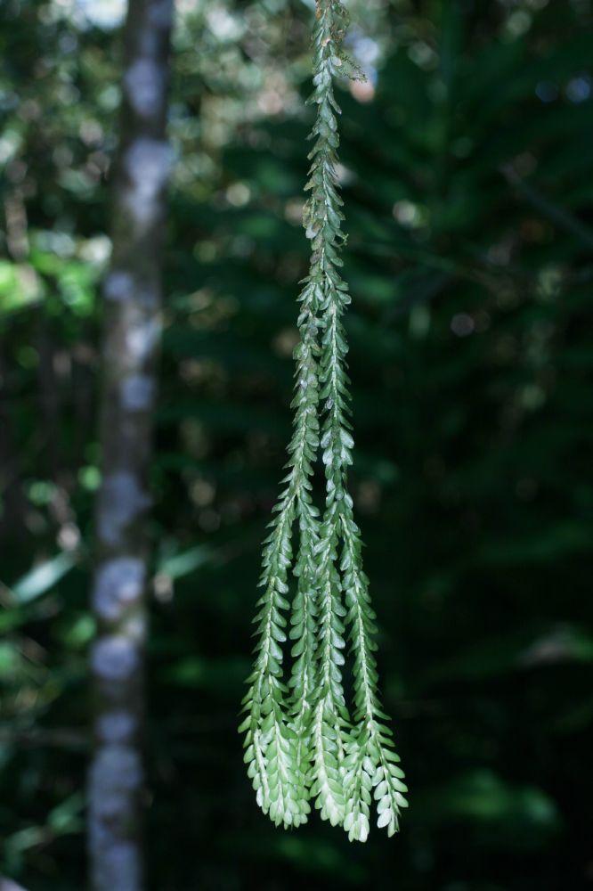 Lycopodiaceae Phlegmariurus dichaeoides