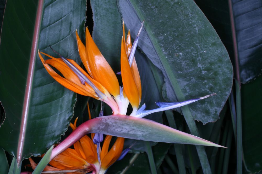 Strelitziaceae Strelitzia reginae