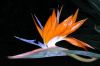 image of Strelitzia reginae