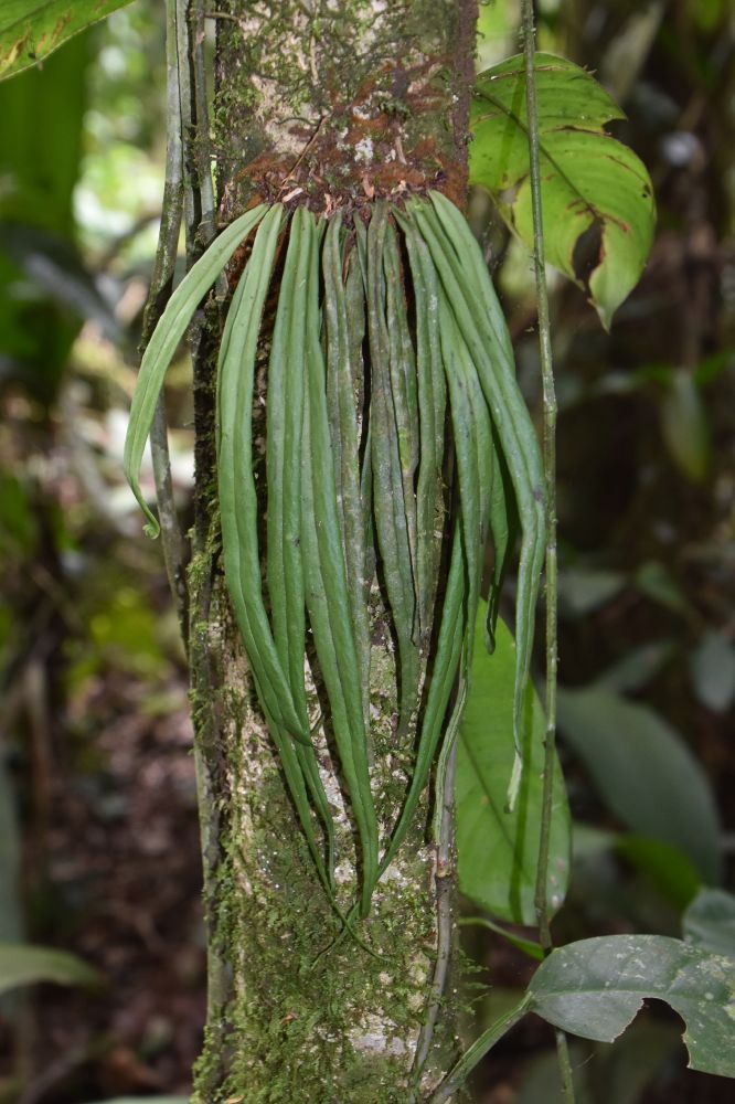Pteridaceae Ananthacorus angustifolius