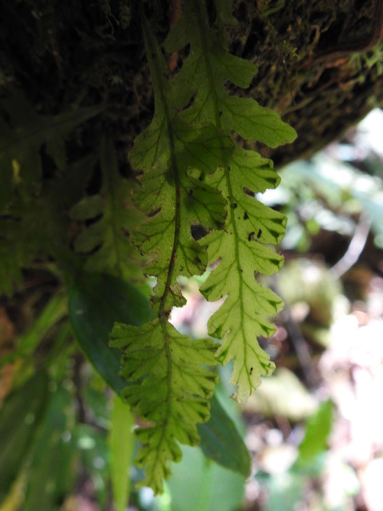 Hymenophyllaceae Trichomanes polypodioides