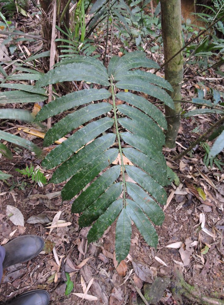 Marattiaceae Danaea grandifolia