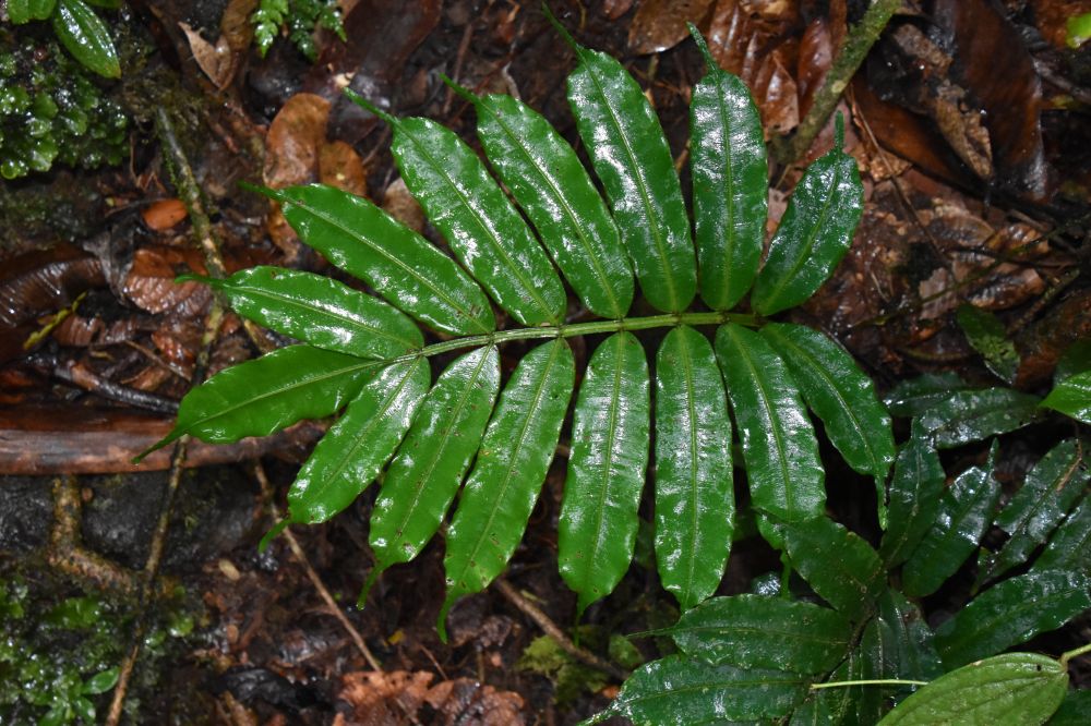 Marattiaceae Danaea grandifolia