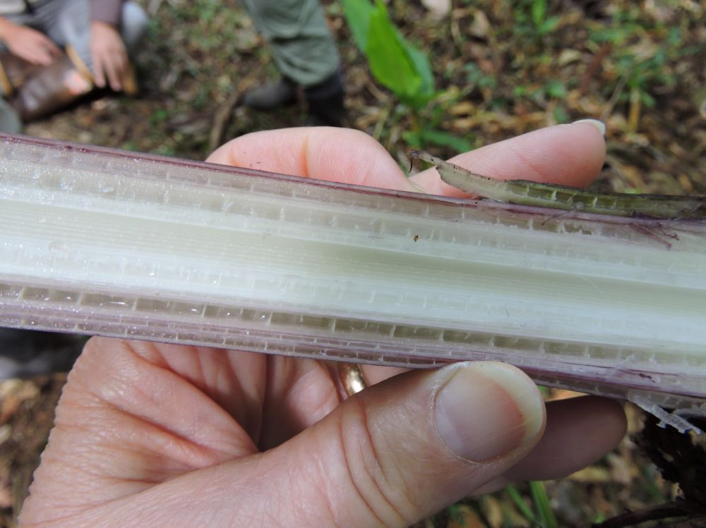 Musaceae Musa velutina