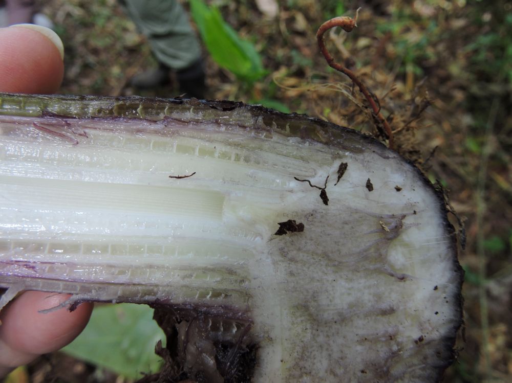 Musaceae Musa velutina