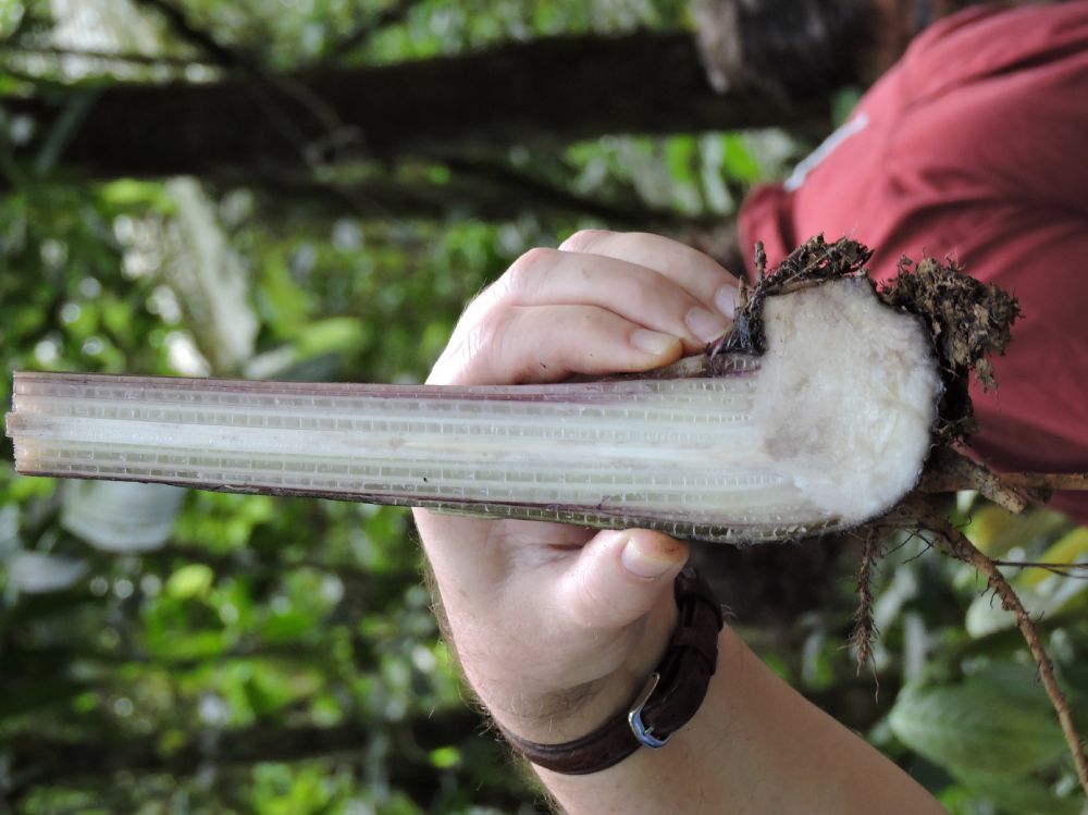 Musaceae Musa velutina